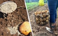 Вместо обычной картошки сажают семенную - соберете по 4 кг с куста: что добавить в лунки