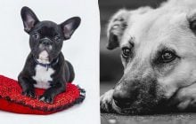 Як зрозуміти, що собака вас любить: експерт назвала найточніші сигнали