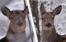 Вблизи Чернобыля зафиксировали беременных олених: что это значит для заповедника