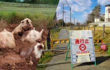 В Фукусиме после ядерной аварии процветают гибриды свиней и кабанов: как это возможно