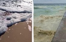 Ученый назвал количество птиц, погибших из-за атаки РФ по порту в Одесской области