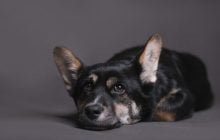 Що означає "позичати в Сірка очі": звідки походить вираз