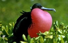 Эта птица способна спать прямо во время полета: биолог рассказал, как ей это удается