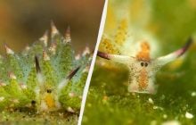 Один из самых удивительных обитателей моря: что известно об уникальном животном, способном к фотосинтезу