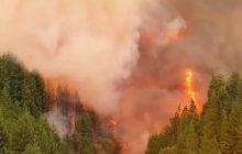 В Патагонии от лесных пожаров пострадали самые старые в мире деревья: ученые указали на причину