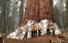 Старше Римской империи и выше Статуи Свободы: какое самое "толстое" дерево на Земле (фото)