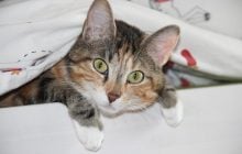 Чому коти такі допитливі: ветеринари назвали 7 причин