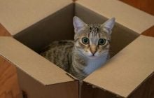 Почему кошки любят залазить в коробки: эксперты объяснили такое поведение животных