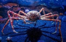 Розміром з маленький автомобіль: який найбільший краб у світі