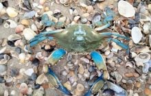 На узбережжі Одещини зафіксували блакитного "прибульця": раніше його тут не бачили (фото)