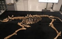 Археологи виявили останки бізона, який жив 4000 років тому: чим унікальна ця знахідка (відео)