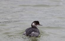 В Одесской области от агрессии РФ гибнут "сказочные" птицы с красными глазами, - ученый