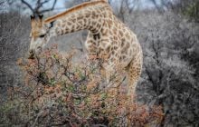 Деревья разработали "химический язык" для тайной коммуникации: как он работает