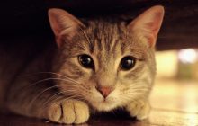 Чому очі у котів світяться в темряві: науковці надали пояснення