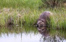 Зубасті будівельники: навіщо бобри зводять греблі та як вони це роблять