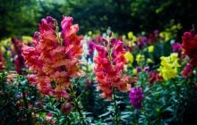 Що посіяти у лютому: фахівці назвали 6 видів насіння квітів та зелені