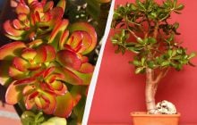 Як врятувати грошове дерево, поки не стало пізно: п'ять важливих нюансів