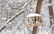 19 лютого опадів в Україні стане менше, але не потеплішає