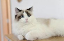 Які коти дарують спокій та зменшують стрес: ветеринари назвали 5 найлагідніших порід