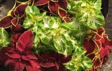 5 кімнатних рослин, які напрочуд легко виростити з насіння