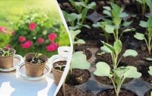 Урожай буде втричі більшим: як потрібно підсвічувати розсаду фітолампою