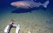 У глибині Антарктичного океану зафіксували істоту, якої там не повинно існувати