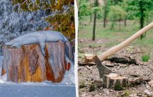 Чому не можна залишати пні в землі: 4 способи, як легко їх позбутися