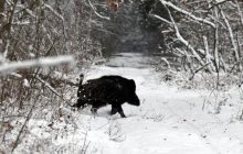 Біля Чорнобиля "спіймали" небезпечну дику тварину (фото)