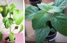 Эти ошибки могут оставить вас без урожая: от чего на рассаде перца желтеют листья