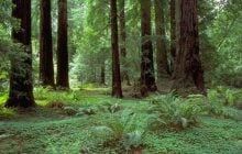 Больше Биг-Бена: какие самые высокие деревья в мире