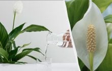 Как ухаживать за спатифиллумом, чтобы он цвел и не увядал: 5 ошибок, которые нельзя допускать