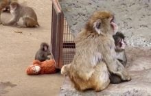 В Японии брошенная обезьянка, которая тронула миллионы людей, нашла новую семью (видео)