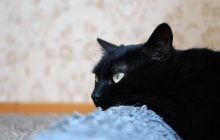 Як зрозуміти, що кіт сумує: ветеринари перелічили 6 ознак