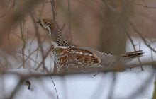 Біля Чорнобиля зафіксували рідкісного птаха, який вміє ховатися у снігу (фото)