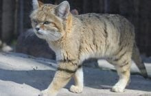 Гавкає, як собака, і живе тільки в пустелі: вчені назвали найзагадковішу кішку