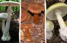 Їх краще обходити стороною: ТОП-9 найотруйніших грибів у світі (фото)