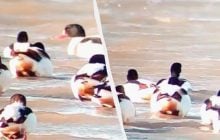 На Одещині помітили цікавих птахів, що облаштовують гнізда у норах хижих тварин (відео)