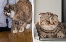 Чому кішка спочатку вимагає уваги, а потім ігнорує вас: 4 цікаві причини