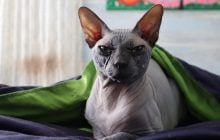 Які породи котів є найдорожчими: експерти склали список з 6 видів