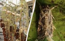 Учені виявили, що рослини у стресі кричать, а комахи це чують: що це означає для аграріїв