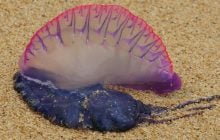 Біля берегів популярного острова виявили отруйні морські організми