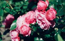 Секрет хорошего цветения: эксперты объяснили, как правильно обрезать розы в конце зимы