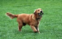 Які собаки будуть завжди відданими та любити вас: дресирувальниця назвала топ-6 порід