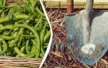 Фасоль собрали – пора сажать это: лучшие культуры для следующего сезона