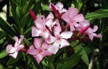 ТОП найнебезпечніших рослин у світі: до них краще навіть не наближатися