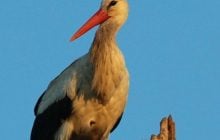 Домой возвращается уникальный аист: ученый рассказал, где он может поселиться