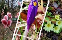 "Час прокидатися": на заході України спостерігається справжнє диво природи (фото)