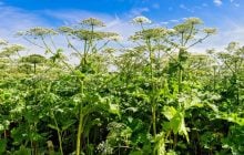 Ворог не пройде: в Росії створять реєстр "рослин-іноагентів"