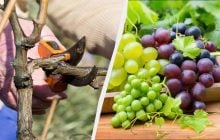 Мудрі дачники вже починають обрізати виноград: врожаю ягід буде вдвічі більше