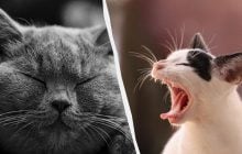 Більше, ніж ви думали: скільки вусів повинно бути у кішки